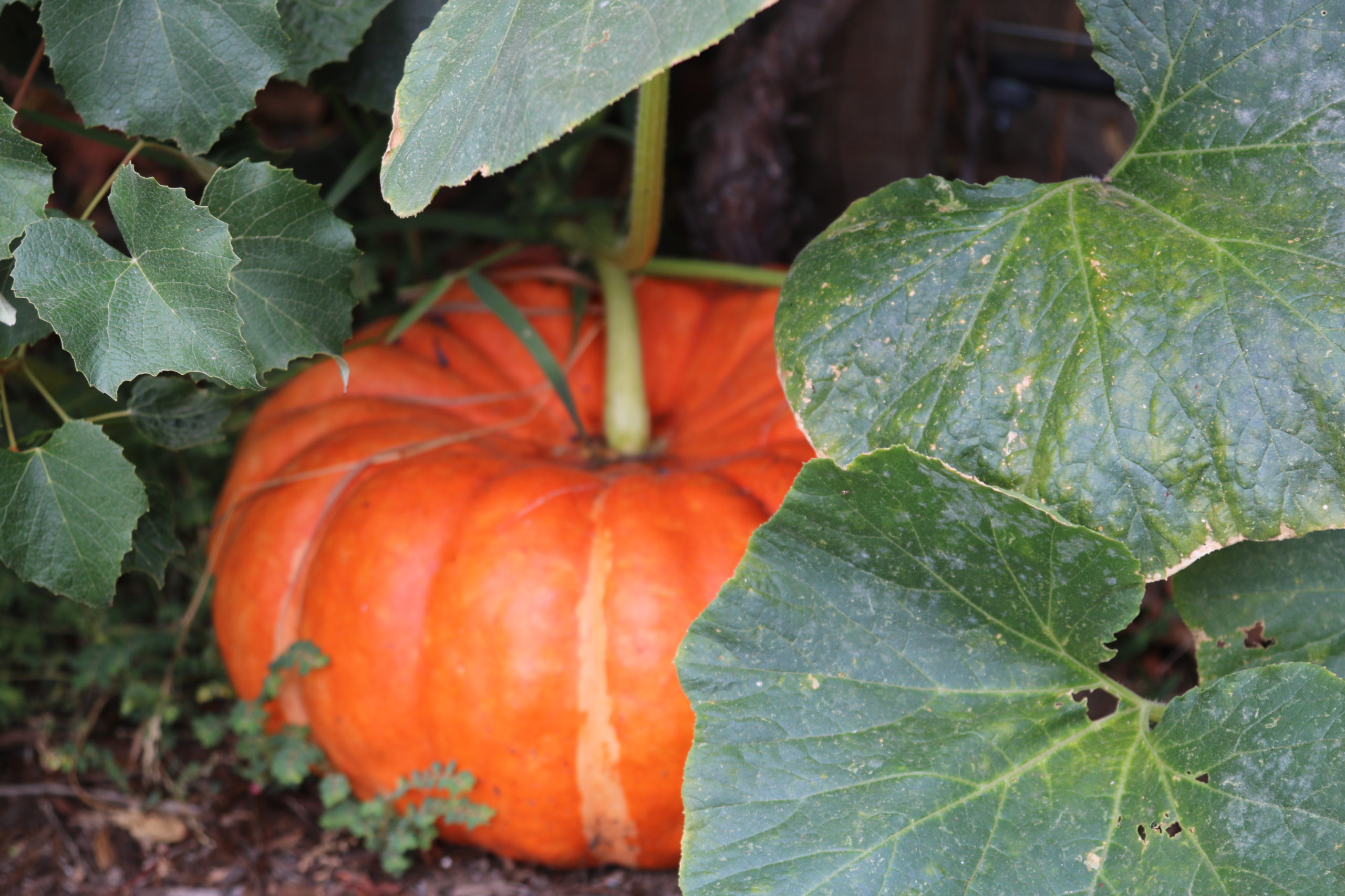 For the love of pumpkins